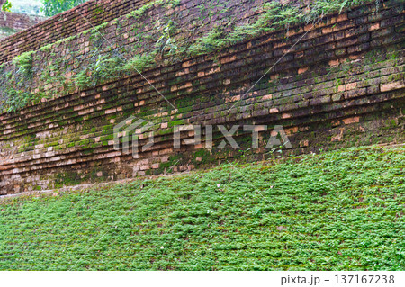 Ancient brick temple wall with moss and plant covered Ancient brick temple wall with moss and plant covered 137167238