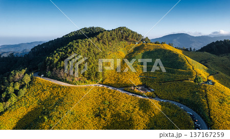View of Tree Marigold field blooming and winding road on hill in the evening 137167259