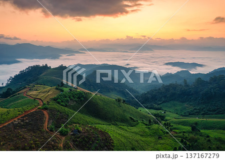 Golden sunrise over vegetable cultivated hill with foggy in the valley on countryside 137167279