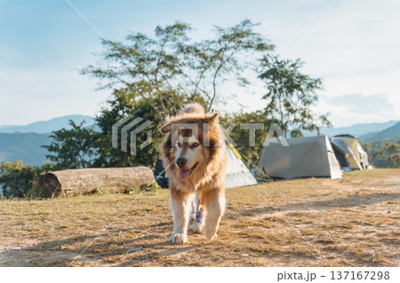 Large fluffy Alaskan Malamute dog running with cheerful in camping area on the mountain Large fluffy Alaskan Malamute dog running with cheerful in camping area on the mountain 137167298