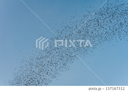 Flock of bats flying from cave in the evening Flock of bats flying from cave in the evening 137167312