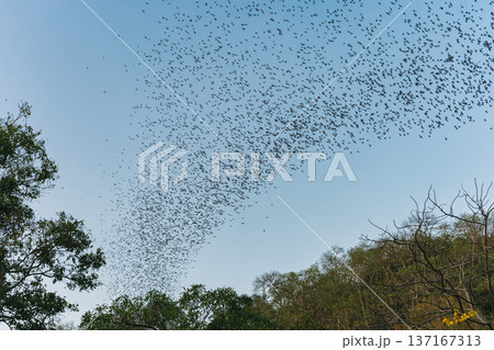 Flock of bats flying from cave in the evening Flock of bats flying from cave in the evening 137167313