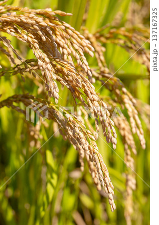 稲穂 稲穂 137167325