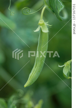さやえんどう 137167331