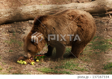 A large brown bear runs around a zoo cage to get his lunch on a summer day 137167334