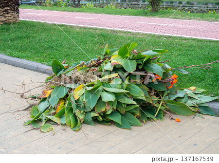 Work of landscaping services. Cut leaves on the sidewalk in the park. Gardener's work. Pruning bushes and branches in winter Work of landscaping services. Cut leaves on the sidewalk in the park. Gardener's work. Pruning bushes and branches in winter 137167539