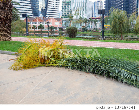 Work of landscaping services. Cut leaves on the sidewalk in the park. Gardener's work. Pruning bushes and branches in winter. 137167541