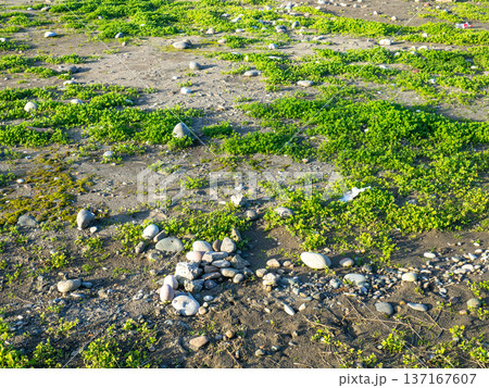 Ground with stones and fresh grass. Coastal sea. Background of earth and grass. Ground with stones and fresh grass. Coastal sea. Background of earth and grass. 137167607