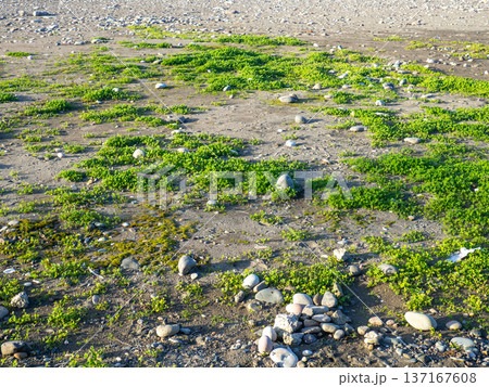 Ground with stones and fresh grass. Coastal sea. Background of earth and grass. 137167608