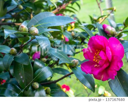 Pink flowers blooming in winter. Roses in the park with large buds. Variety. Natural background. 137167680