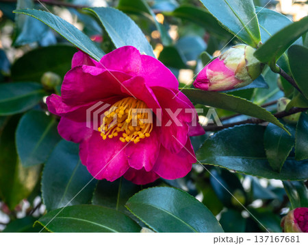 Pink flowers blooming in winter. Roses in the park with large buds. Variety. Natural background Pink flowers blooming in winter. Roses in the park with large buds. Variety. Natural background 137167681
