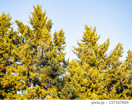 Tops of coniferous trees in the sun. Crowns of trees with needles. On the Sunset. Tops of coniferous trees in the sun. Crowns of trees with needles. On the Sunset. 137167684