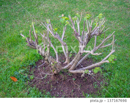 Cut branches from a bush in the park. After the gardener's work. Greening the city. Preparing the plant for winter. 137167698