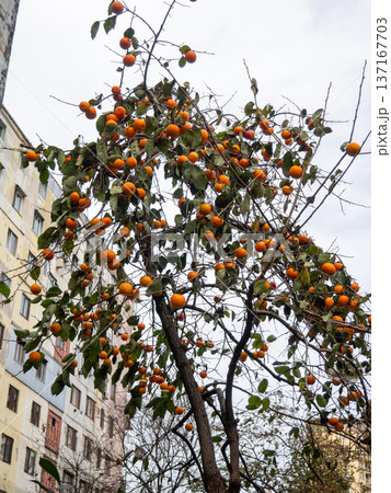 Persimmon tree with fruits against the background of a gray autumn sky. Harvest in a southern city. Fruits grow in the city. Persimmon tree with fruits against the background of a gray autumn sky. Harvest in a southern city. Fruits grow in the city. 137167703