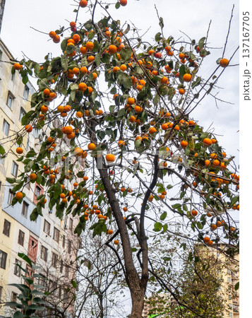 Persimmon tree with fruits against the background of a gray autumn sky. Harvest in a southern city. Fruits grow in the city. Persimmon tree with fruits against the background of a gray autumn sky. Harvest in a southern city. Fruits grow in the city. 137167705