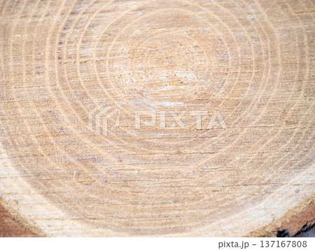 Fresh cut of a tree. Annual rings on wood.  Wood interior texture background 137167808