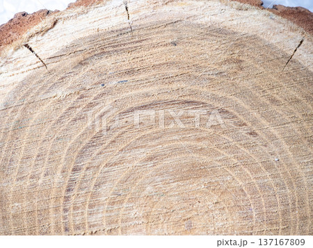 Fresh cut of a tree. Annual rings on wood. A round piece of wood. 137167809