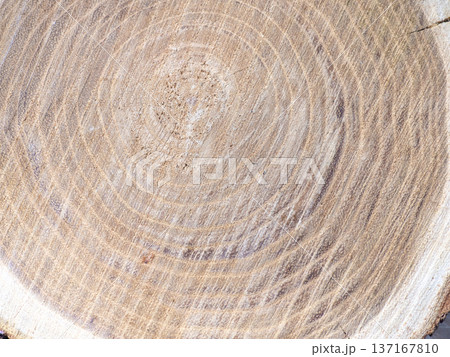 Fresh cut of a tree. Annual rings on wood.  Wood interior texture background 137167810