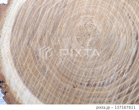 Fresh cut of a tree. Annual rings on wood. A round piece of wood. Fresh cut of a tree. Annual rings on wood. A round piece of wood. 137167811