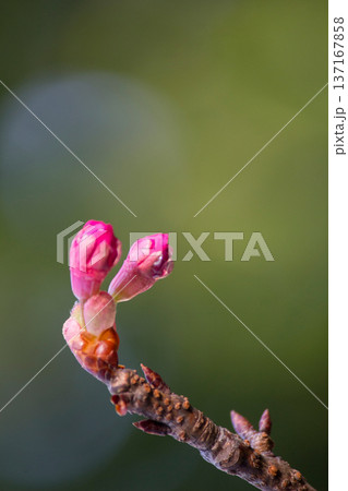 桜の蕾 桜の蕾 137167858