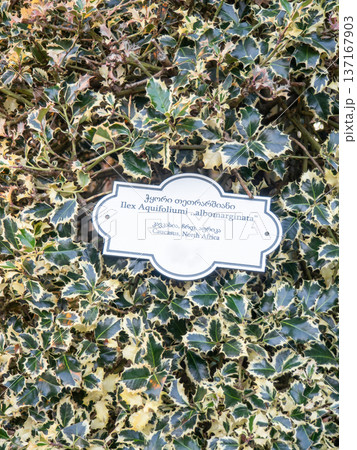 albomarginata. Background of beautiful leaves. Foliage on a bush. 137167903