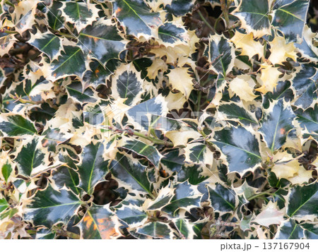 albomarginata. Background of beautiful leaves. Foliage on a bush. 137167904