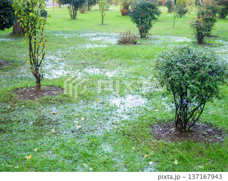 Park after the rain. Park lawn in puddles. After bad weather.  Autumn in the park. 137167943