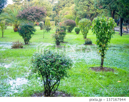 Park after the rain. Park lawn in puddles. After bad weather.  Autumn in the park. 137167944