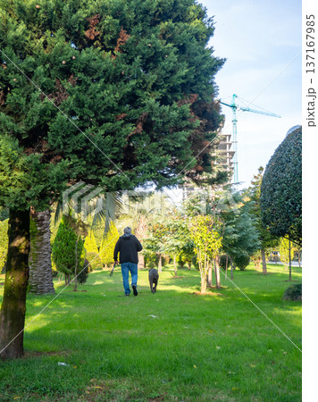 A man walks a large dog in the park. Back view. Retreating figures of a man and a dog. Vacation with a pet at the resort. 137167985