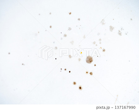 Mold on bathroom enamel. Mold spores in the bathroom. Black dots on a white background. A problem for everyday life. The need for a cleaning agent. 137167990