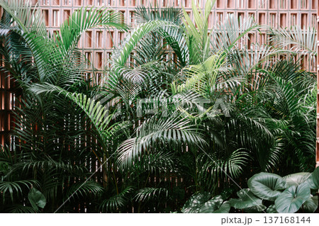 Lush Green Palm Leaves Against Modern Brick Wall 137168144