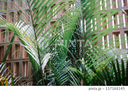 Vibrant Green Palm Fronds Against Modern Terracotta Wall Vibrant Green Palm Fronds Against Modern Terracotta Wall 137168145