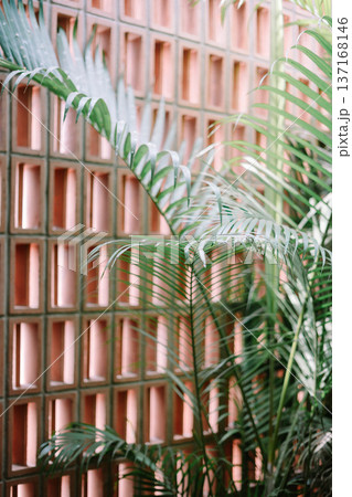 Green Palm Leaves Against Modern Terracotta Wall Background Green Palm Leaves Against Modern Terracotta Wall Background 137168146