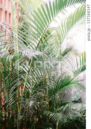 Lush Green Palm Leaves Against a Modern Textured Wall Lush Green Palm Leaves Against a Modern Textured Wall 137168147