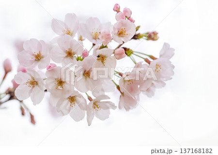 桜 137168182