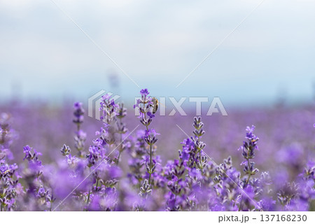 Blooming lavender in a field at sunset. Blooming lavender in a field at sunset. 137168230