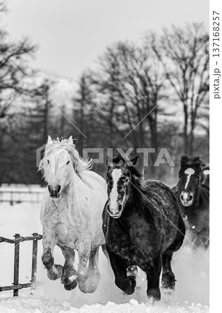 雪原を疾走する馬群の迫力 モノクロで表現した十勝馬追い 137168257