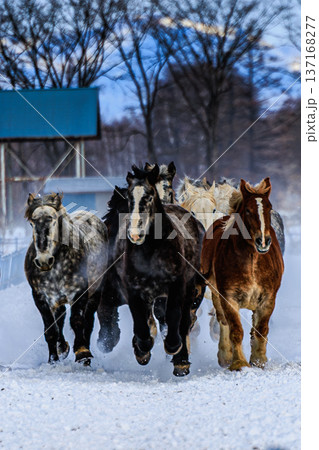 冬の北海道・十勝 馬追いで走る群れ馬の躍動感 137168277