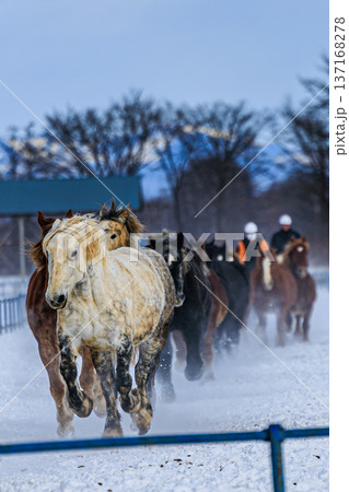 雪原を疾走する馬たちと人の営み 十勝馬追いの瞬間 雪原を疾走する馬たちと人の営み 十勝馬追いの瞬間 137168278
