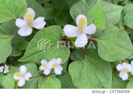 ドクダミの花 ドクダミの花 137168288