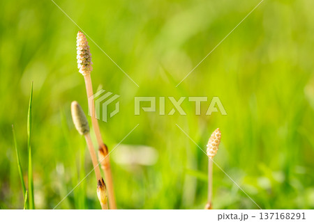 春の草原とつくし 137168291