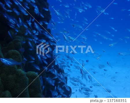 石垣島海底に潜む魚の群れ 石垣島海底に潜む魚の群れ 137168351
