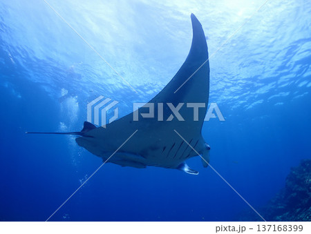沖縄・石垣島海底でマンタウォッチング 137168399