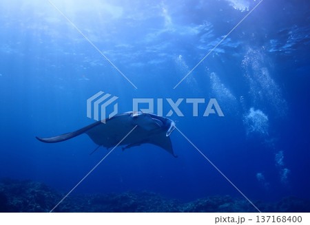 沖縄・石垣島海底でマンタウォッチング 137168400