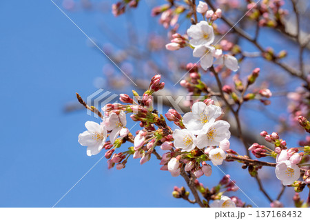 桜の開花 137168432
