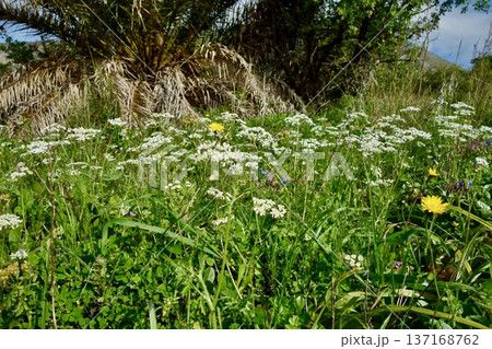ニンジン科(セリ科)の雑草 ニンジン科(セリ科)の雑草 137168762
