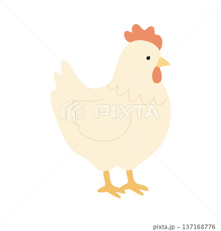 Cute white hen standing on white background, farm animal illustration Cute white hen standing on white background, farm animal illustration 137168776