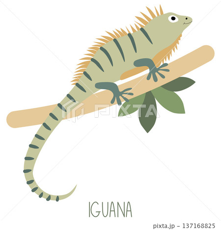 Green iguana climbing tropical tree branch illustration Green iguana climbing tropical tree branch illustration 137168825