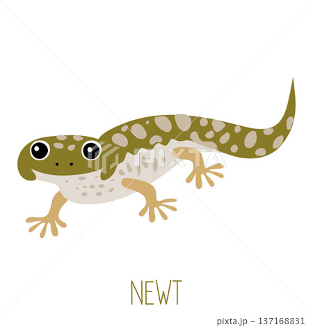 Green spotted newt amphibian vector illustration on white Green spotted newt amphibian vector illustration on white 137168831