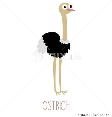 Ostrich standing cartoon character isolated on white background Ostrich standing cartoon character isolated on white background 137168832